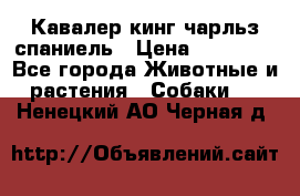 Кавалер кинг чарльз спаниель › Цена ­ 40 000 - Все города Животные и растения » Собаки   . Ненецкий АО,Черная д.